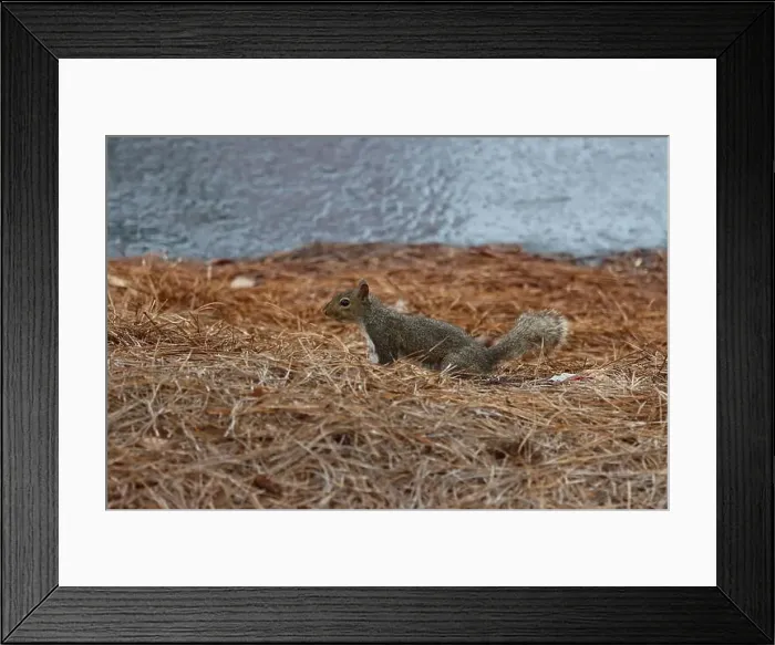 Framed Print : An adventurous little squirrel exploring its environment Framed Print : An adventurous little squirrel exploring its environment