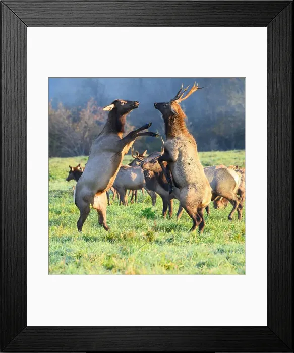 Framed Print : Male and female elk raised up on hind legs challenge face to face in morning meadow Framed Print : Male and female elk raised up on hind legs challenge face to face in morning meadow