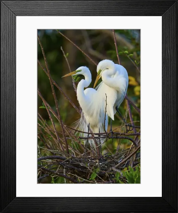 Framed Print : Two great egrets (Ardea alba), in nest, spring, Wakodahatchee Wetlands, Delray Beach, Florida, USA, North America Framed Print : Two great egrets (Ardea alba), in nest, spring, Wakodahatchee Wetlands, Delray Beach, Florida, USA, North America