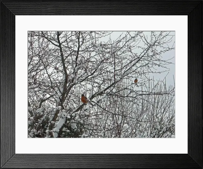 Framed Print : Two American Robins perched in a Crab Apple tree Framed Print : Two American Robins perched in a Crab Apple tree
