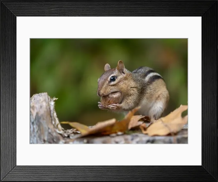 Framed Print : Cute litte Eastern Chipmunk (Tamias striatus) eating acorn Framed Print : Cute litte Eastern Chipmunk (Tamias striatus) eating acorn