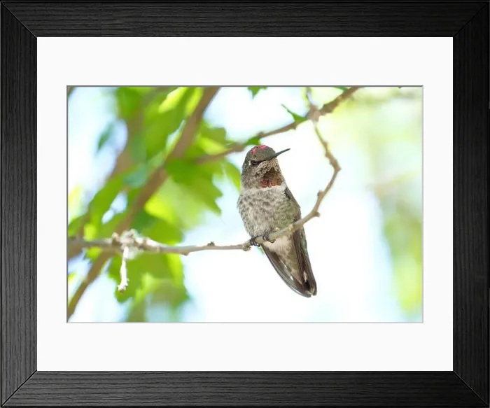 Framed Print : An Anna's hummingbird watches me curiously from her perch near the feeder in my yard in Ashland, Oregon Framed Print : An Anna's hummingbird watches me curiously from her perch near the feeder in my yard in Ashland, Oregon