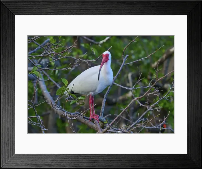 Framed Print : White Ibis, Snow Ibis (Eudocimus albu) Framed Print : White Ibis, Snow Ibis (Eudocimus albu)