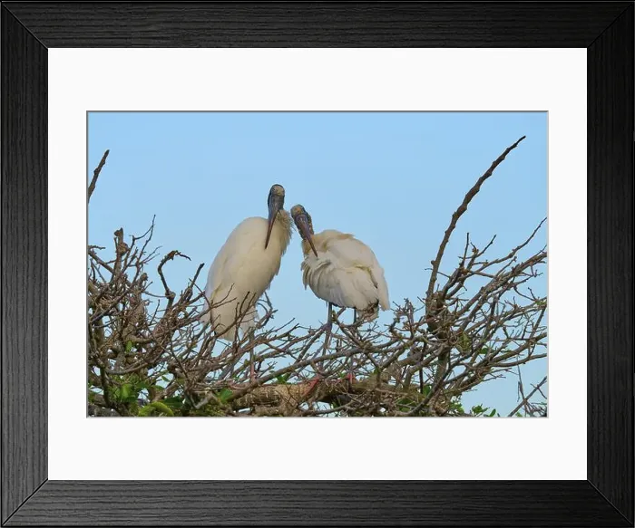 Framed Print : Two wood storks (Mycteria americana) Framed Print : Two wood storks (Mycteria americana)