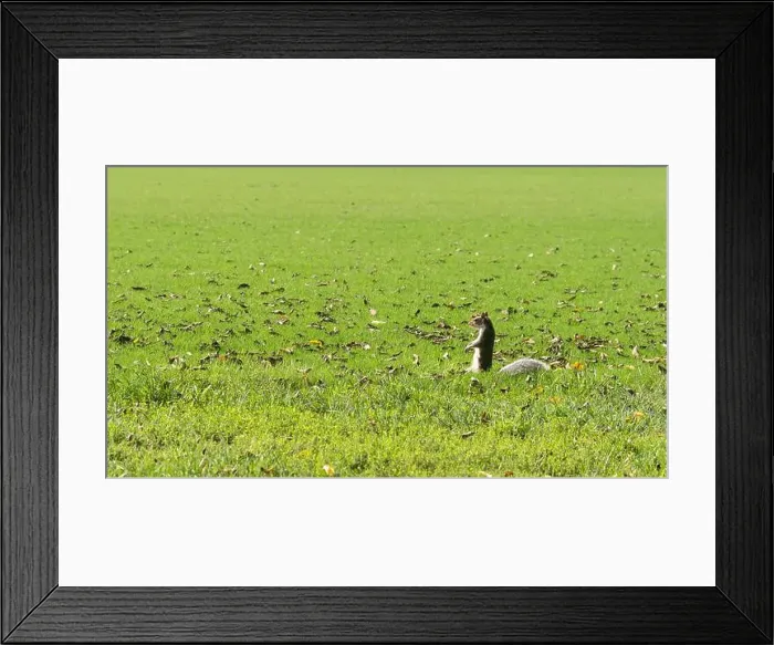 Framed Print : Squirrel standing on a green meadow. Washington D.C. USA Framed Print : Squirrel standing on a green meadow. Washington D.C. USA