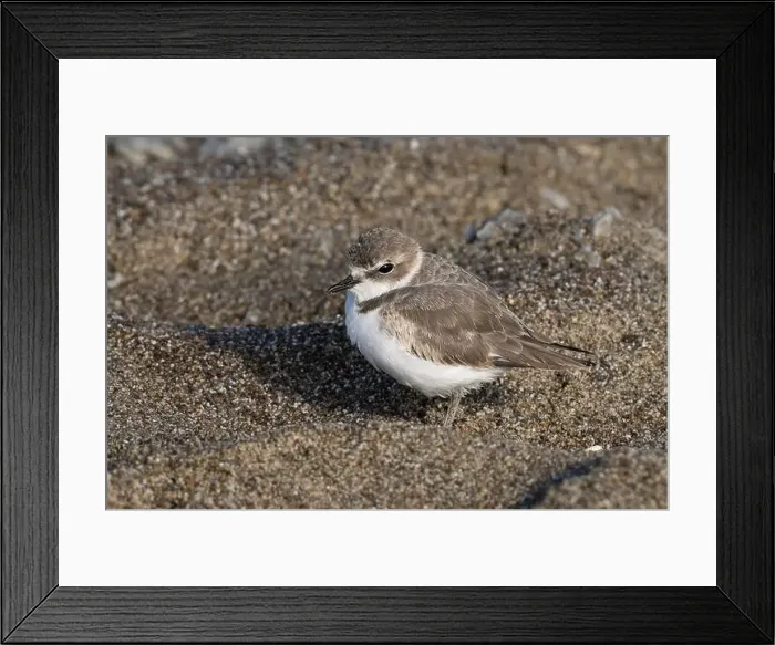 Framed Print : Basic plumage Snowy Plover (Anarhynchus nivosus) resting in a depression in the sand at a Pacific Coast beach Framed Print : Basic plumage Snowy Plover (Anarhynchus nivosus) resting in a depression in the sand at a Pacific Coast beach