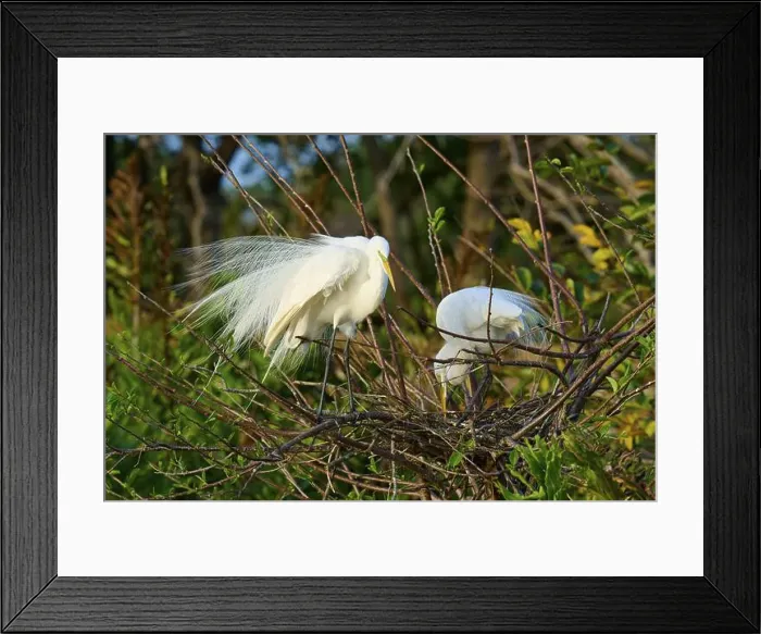 Framed Print : Two great egrets (Ardea alba), in nest, spring, Wakodahatchee Wetlands, Delray Beach, Florida, USA, North America Framed Print : Two great egrets (Ardea alba), in nest, spring, Wakodahatchee Wetlands, Delray Beach, Florida, USA, North America