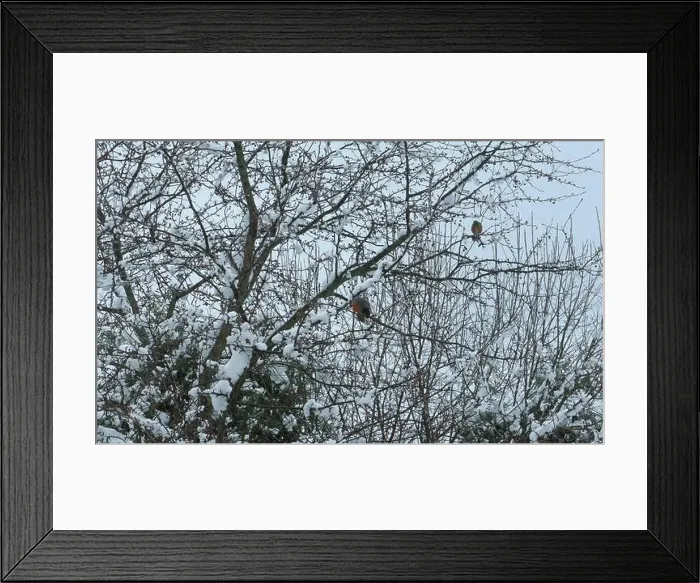 Framed Print : Two American Robins perched in a Crab Apple tree Framed Print : Two American Robins perched in a Crab Apple tree