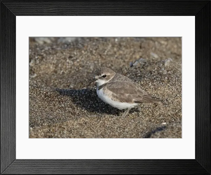 Framed Print : Basic plumage Snowy Plover (Anarhynchus nivosus) resting in a depression in the sand at a Pacific Coast beach Framed Print : Basic plumage Snowy Plover (Anarhynchus nivosus) resting in a depression in the sand at a Pacific Coast beach