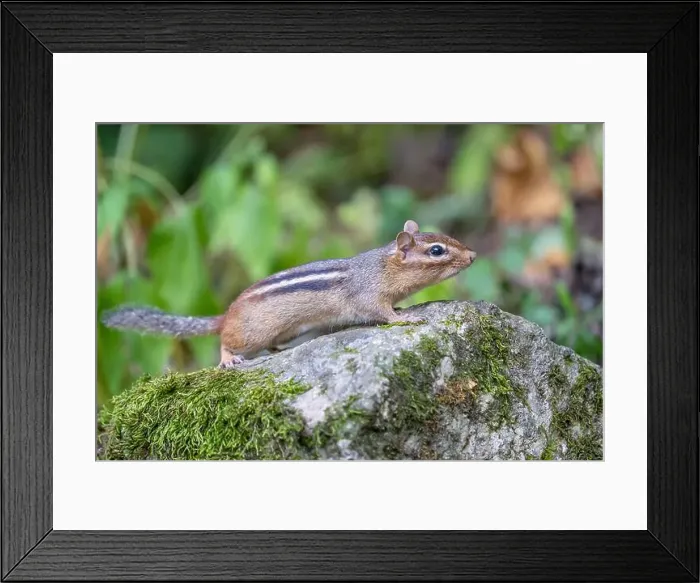 Framed Print : Sideview of Cute litte Eastern Chipmunk (Tamias striatus) as it climbs on rock in garden Framed Print : Sideview of Cute litte Eastern Chipmunk (Tamias striatus) as it climbs on rock in garden