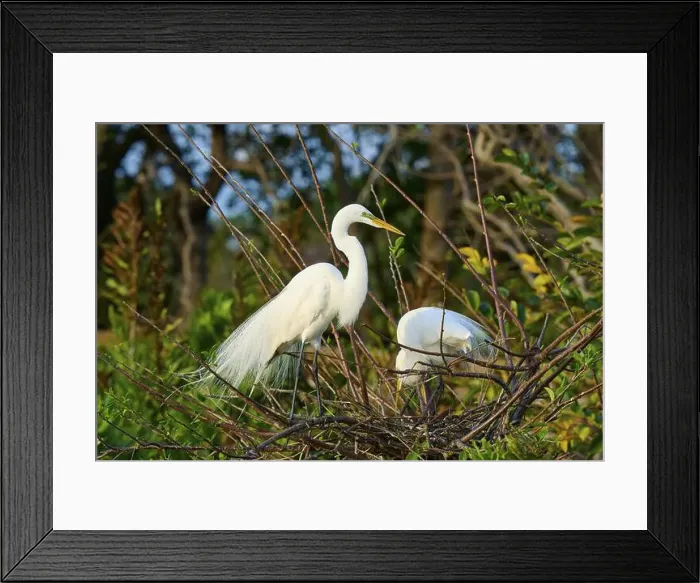 Framed Print : Two great egrets (Ardea alba), in nest, spring, Wakodahatchee Wetlands, Delray Beach, Florida, USA, North America Framed Print : Two great egrets (Ardea alba), in nest, spring, Wakodahatchee Wetlands, Delray Beach, Florida, USA, North America