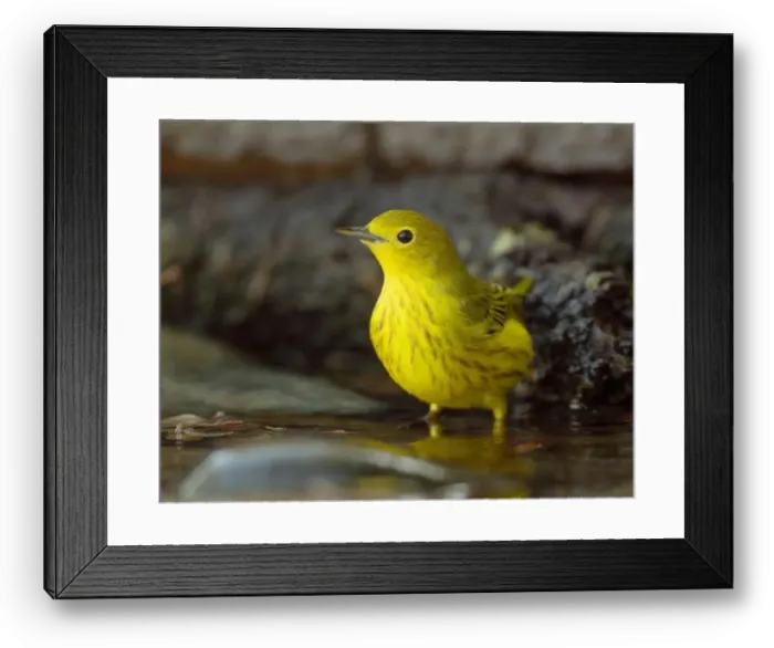 Framed Print : A Yellow Warbler (Setophaga petechia) bathes in a backyard bird bath during fall migration Framed Print : A Yellow Warbler (Setophaga petechia) bathes in a backyard bird bath during fall migration