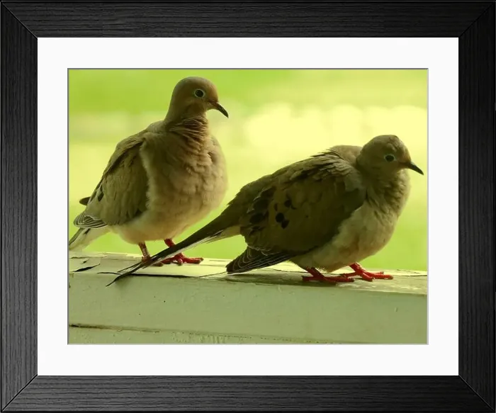 Framed Print : Close up of a mated pair of Mourning Doves Framed Print : Close up of a mated pair of Mourning Doves