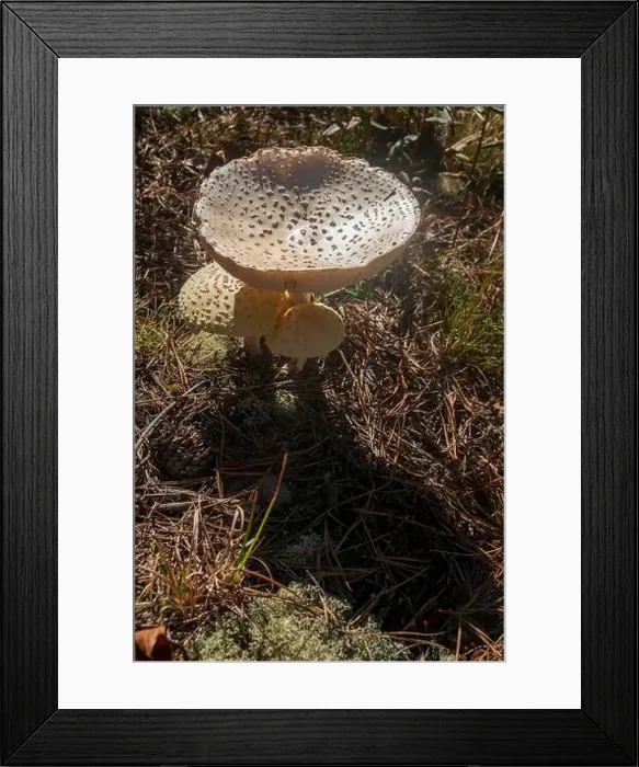 Framed Print : Cape Cod National Seashore features Herring Cove and full access to the Atlantic Ocean near Provincetown, MA, USA Framed Print : Cape Cod National Seashore features Herring Cove and full access to the Atlantic Ocean near Provincetown, MA, USA
