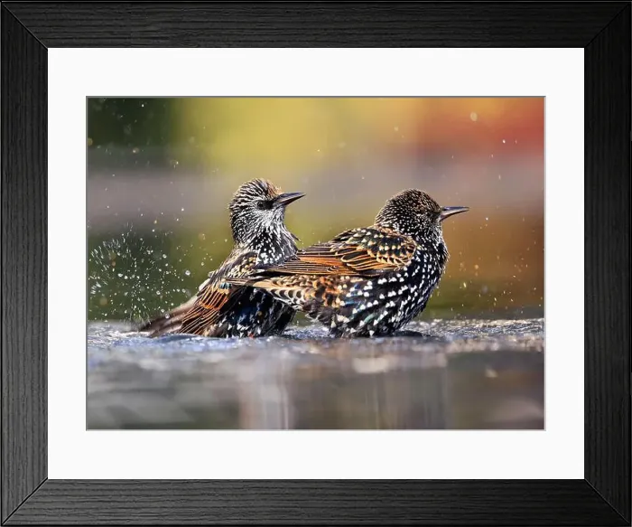 Framed Print : European Starling splashing into the water, Washington DC, USA Framed Print : European Starling splashing into the water, Washington DC, USA