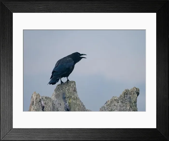 Framed Print : A common raven (Corvus corax) or crow perches on some driftwood and caws on a beach in Waldport, Oregon, USA Framed Print : A common raven (Corvus corax) or crow perches on some driftwood and caws on a beach in Waldport, Oregon, USA