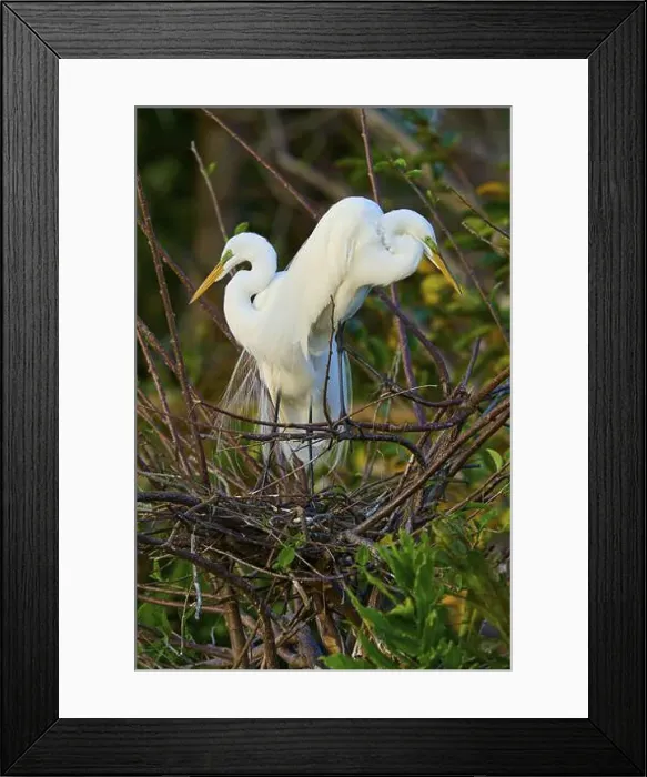 Framed Print : Two great egrets (Ardea alba), in nest, spring, Wakodahatchee Wetlands, Delray Beach, Florida, USA, North America Framed Print : Two great egrets (Ardea alba), in nest, spring, Wakodahatchee Wetlands, Delray Beach, Florida, USA, North America