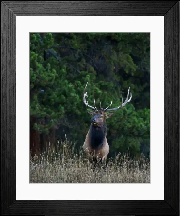 Framed Print : Bull elk, Yellowstone National Park Framed Print : Bull elk, Yellowstone National Park
