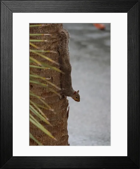 Framed Print : A squirrel crawling down a palm tree Framed Print : A squirrel crawling down a palm tree