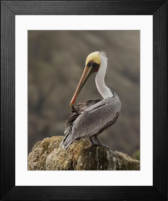 Framed Print : Adult Brown Pelican (Pelecanus occidentalis) preening on a near-shore rock outcropping at the Pacific Ocean Framed Print : Adult Brown Pelican (Pelecanus occidentalis) preening on a near-shore rock outcropping at the Pacific Ocean