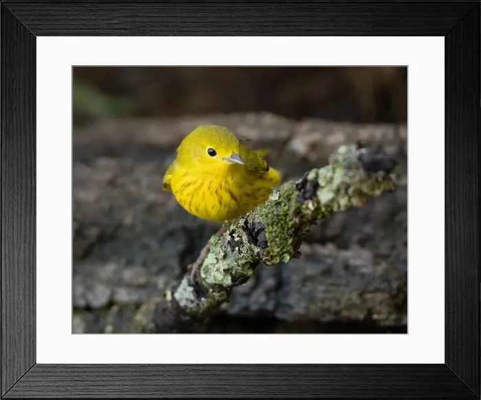 Framed Print : A Yellow Warbler (Setophaga petechia) is attracted to a backyard bird bath during fall migration Framed Print : A Yellow Warbler (Setophaga petechia) is attracted to a backyard bird bath during fall migration