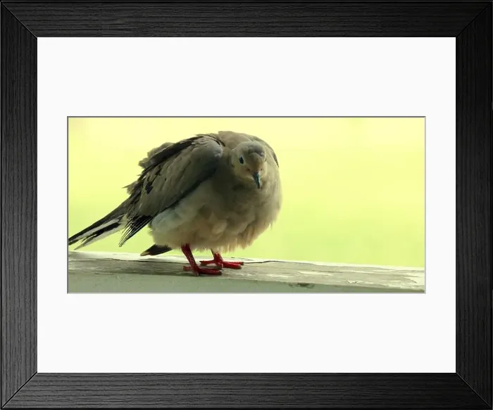Framed Print : Close up of a Mourning Dove standing on a wood railing Framed Print : Close up of a Mourning Dove standing on a wood railing