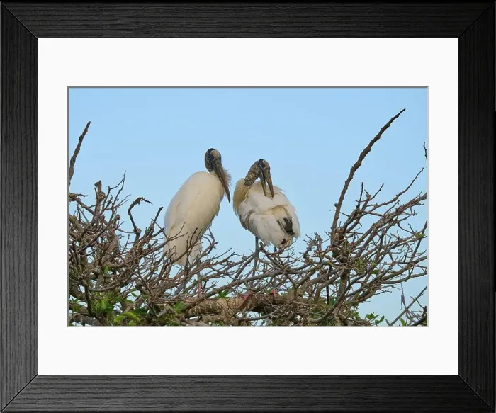 Framed Print : Two wood storks (Mycteria americana)