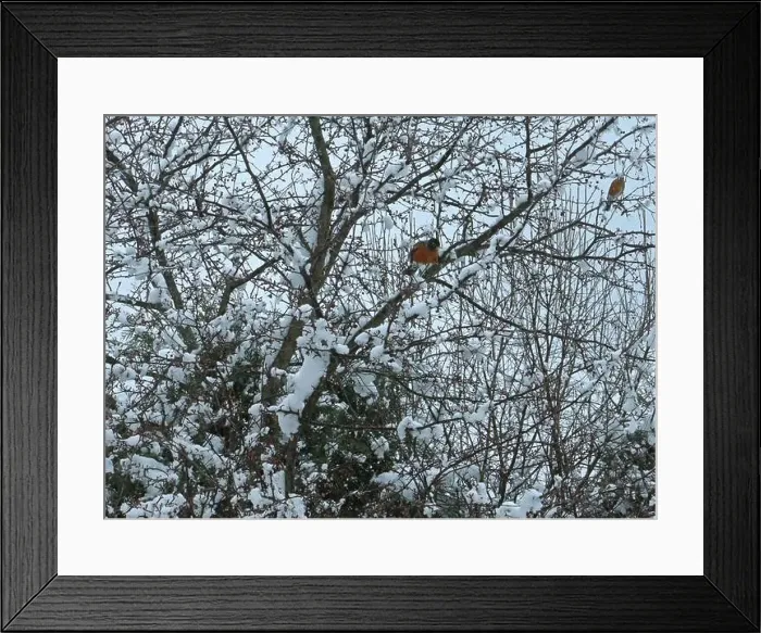 Framed Print : Two American Robins perched in a Crab Apple tree Framed Print : Two American Robins perched in a Crab Apple tree