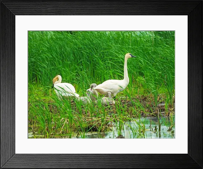 Framed Print : Trumperter Swans at the Wetland Nest Site in Horicon Marsh in Wisconsin