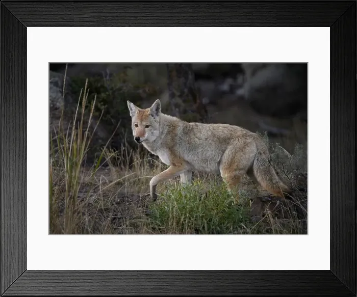 Framed Print : Coyote, Yellowstone National Park Framed Print : Coyote, Yellowstone National Park