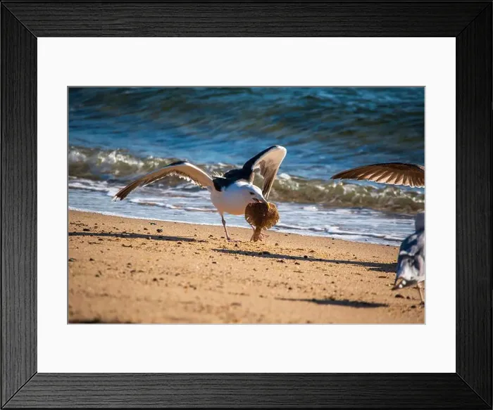 Framed Print : Cape Cod National Seashore features Herring Cove and full access to the Atlantic Ocean near Provincetown, MA, USA Framed Print : Cape Cod National Seashore features Herring Cove and full access to the Atlantic Ocean near Provincetown, MA, USA