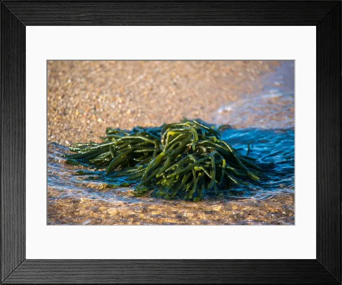 Framed Print : Cape Cod National Seashore features Herring Cove and full access to the Atlantic Ocean near Provincetown, MA, USA Framed Print : Cape Cod National Seashore features Herring Cove and full access to the Atlantic Ocean near Provincetown, MA, USA