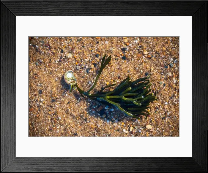 Framed Print : Cape Cod National Seashore features Herring Cove and full access to the Atlantic Ocean near Provincetown, MA, USA