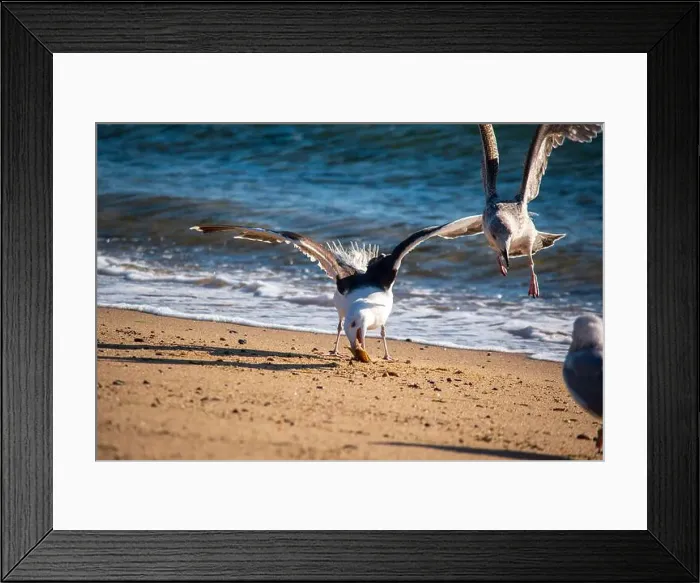 Framed Print : Cape Cod National Seashore features Herring Cove and full access to the Atlantic Ocean near Provincetown, MA, USA