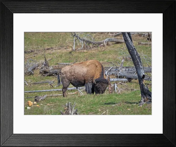 Framed Print : Bison Grazing in Recovering Forestland in Yellowstone National Park in Wyoming