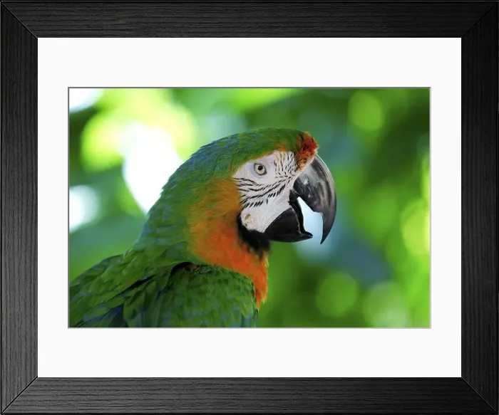 Framed Print : Macaw hybrid (macaw), adult, portrait, calling, Florida, USA, North America Framed Print : Macaw hybrid (macaw), adult, portrait, calling, Florida, USA, North America