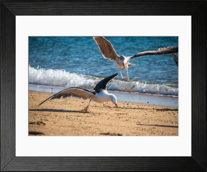 Framed Print : Cape Cod National Seashore features Herring Cove and full access to the Atlantic Ocean near Provincetown, MA, USA Framed Print : Cape Cod National Seashore features Herring Cove and full access to the Atlantic Ocean near Provincetown, MA, USA