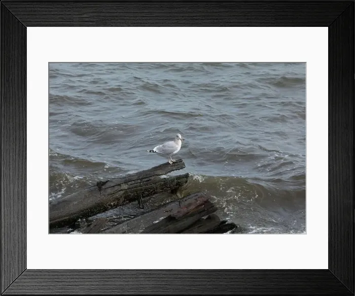 Framed Print : A Herring Gull Stands on driftwood along the coast in New Jersey Framed Print : A Herring Gull Stands on driftwood along the coast in New Jersey