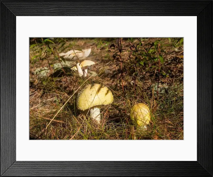 Framed Print : Cape Cod National Seashore features Herring Cove and full access to the Atlantic Ocean near Provincetown, MA, USA Framed Print : Cape Cod National Seashore features Herring Cove and full access to the Atlantic Ocean near Provincetown, MA, USA