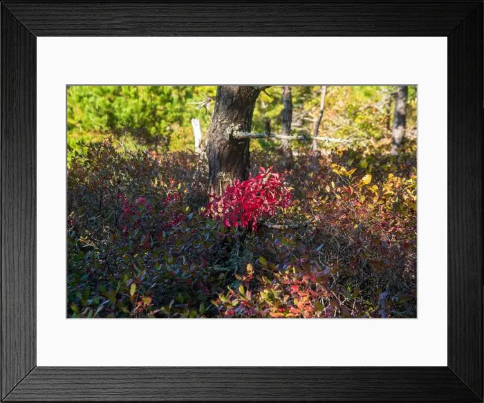 Framed Print : Cape Cod National Seashore features Herring Cove and full access to the Atlantic Ocean near Provincetown, MA, USA Framed Print : Cape Cod National Seashore features Herring Cove and full access to the Atlantic Ocean near Provincetown, MA, USA