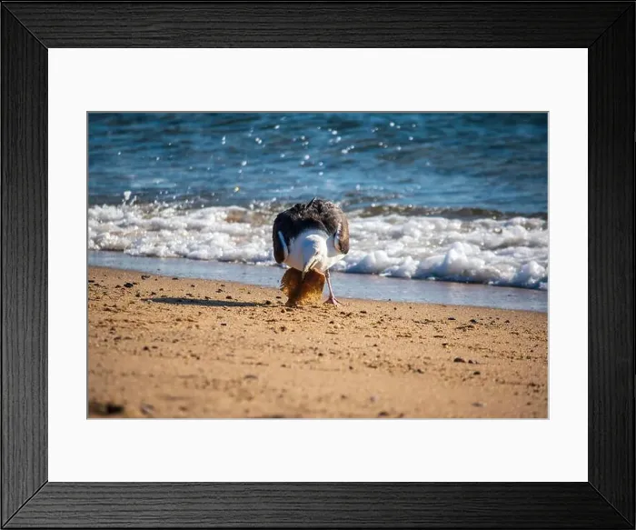 Framed Print : Cape Cod National Seashore features Herring Cove and full access to the Atlantic Ocean near Provincetown, MA, USA Framed Print : Cape Cod National Seashore features Herring Cove and full access to the Atlantic Ocean near Provincetown, MA, USA