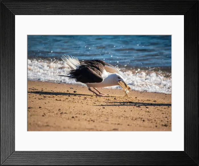 Framed Print : Cape Cod National Seashore features Herring Cove and full access to the Atlantic Ocean near Provincetown, MA, USA Framed Print : Cape Cod National Seashore features Herring Cove and full access to the Atlantic Ocean near Provincetown, MA, USA