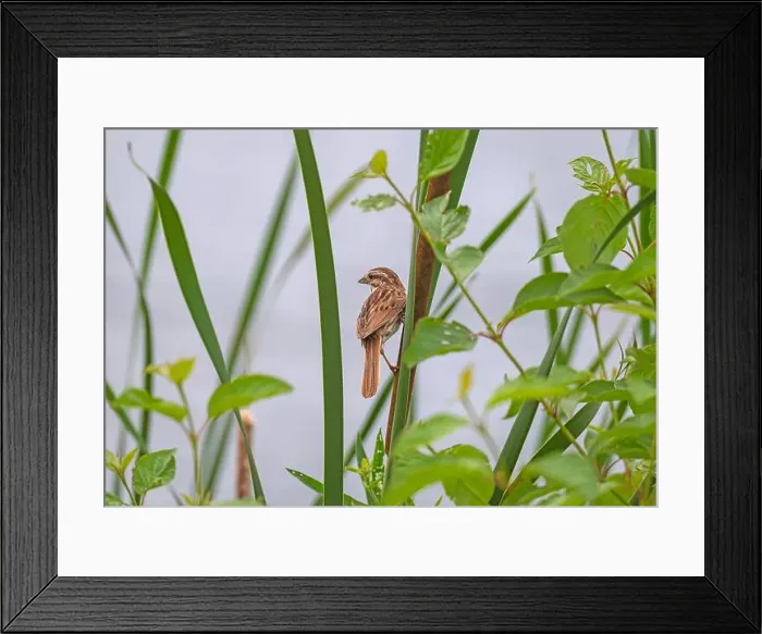 Framed Print : A Song Sparrow Watching From the Grasses in Horicon National Wildlife Refuge in Wisconsin