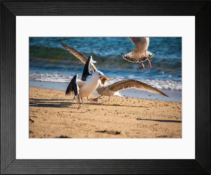 Framed Print : Cape Cod National Seashore features Herring Cove and full access to the Atlantic Ocean near Provincetown, MA, USA Framed Print : Cape Cod National Seashore features Herring Cove and full access to the Atlantic Ocean near Provincetown, MA, USA