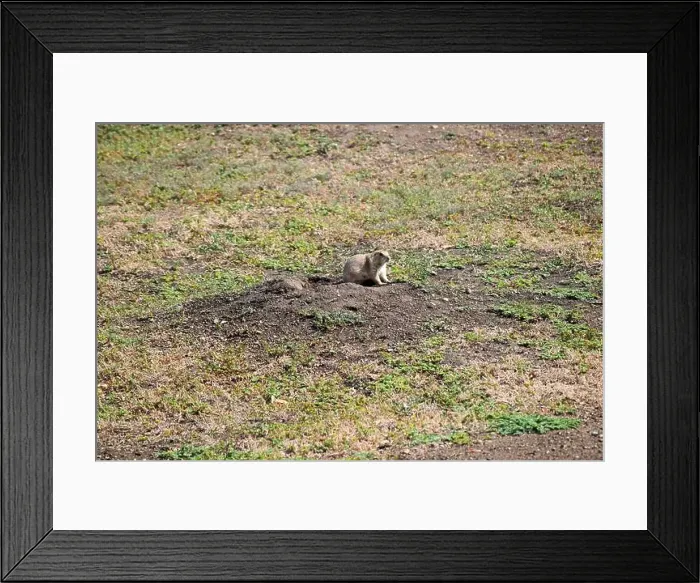 Framed Print : Prairie Dog Framed Print : Prairie Dog