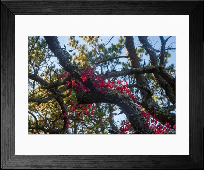 Framed Print : Cape Cod National Seashore features Herring Cove and full access to the Atlantic Ocean near Provincetown, MA, USA Framed Print : Cape Cod National Seashore features Herring Cove and full access to the Atlantic Ocean near Provincetown, MA, USA