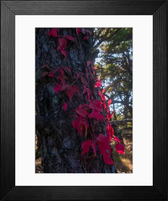 Framed Print : Cape Cod National Seashore features Herring Cove and full access to the Atlantic Ocean near Provincetown, MA, USA Framed Print : Cape Cod National Seashore features Herring Cove and full access to the Atlantic Ocean near Provincetown, MA, USA