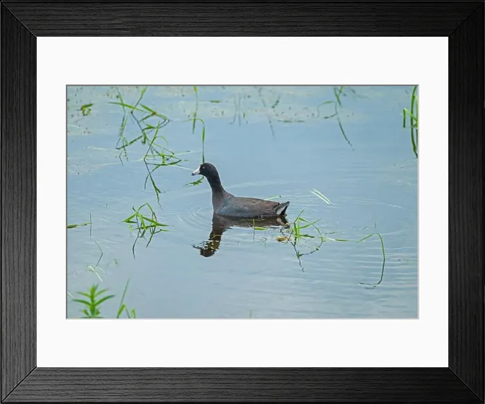 Framed Print : An American Coot Swimming in a Wetland Pond in Horicon Marsh in Wisconsin