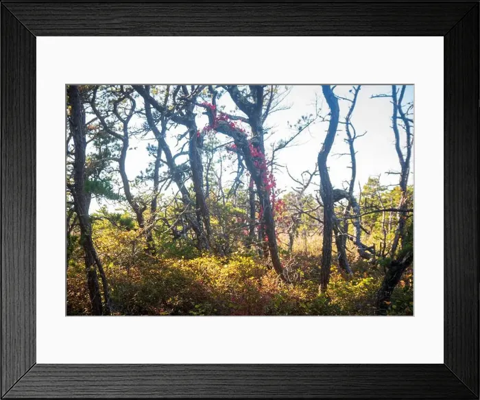 Framed Print : Cape Cod National Seashore features Herring Cove and full access to the Atlantic Ocean near Provincetown, MA, USA Framed Print : Cape Cod National Seashore features Herring Cove and full access to the Atlantic Ocean near Provincetown, MA, USA