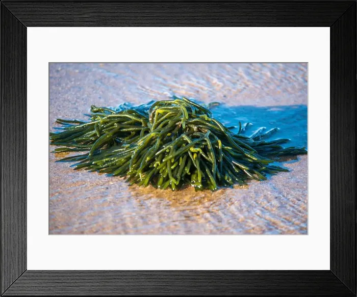 Framed Print : Cape Cod National Seashore features Herring Cove and full access to the Atlantic Ocean near Provincetown, MA, USA Framed Print : Cape Cod National Seashore features Herring Cove and full access to the Atlantic Ocean near Provincetown, MA, USA